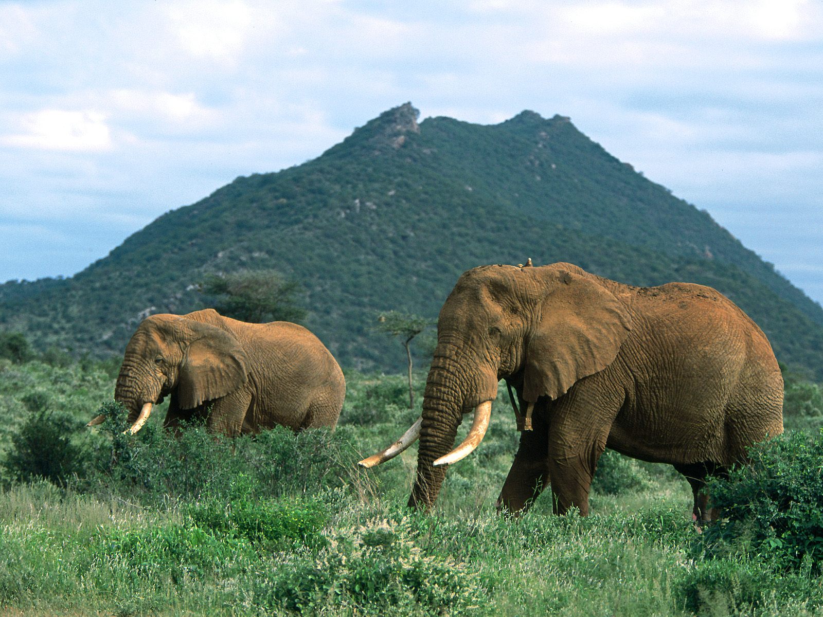 Download High quality Elephants wallpaper / Animals / 1600x1200