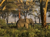 Download High quality Elephants  / Animals