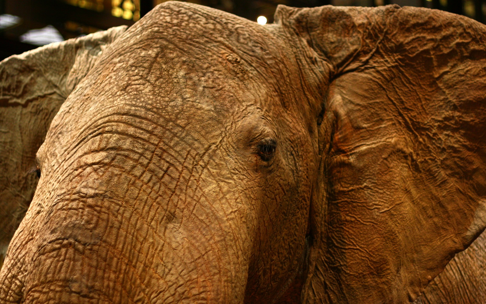 Download HQ Elephants wallpaper / Animals / 1680x1050