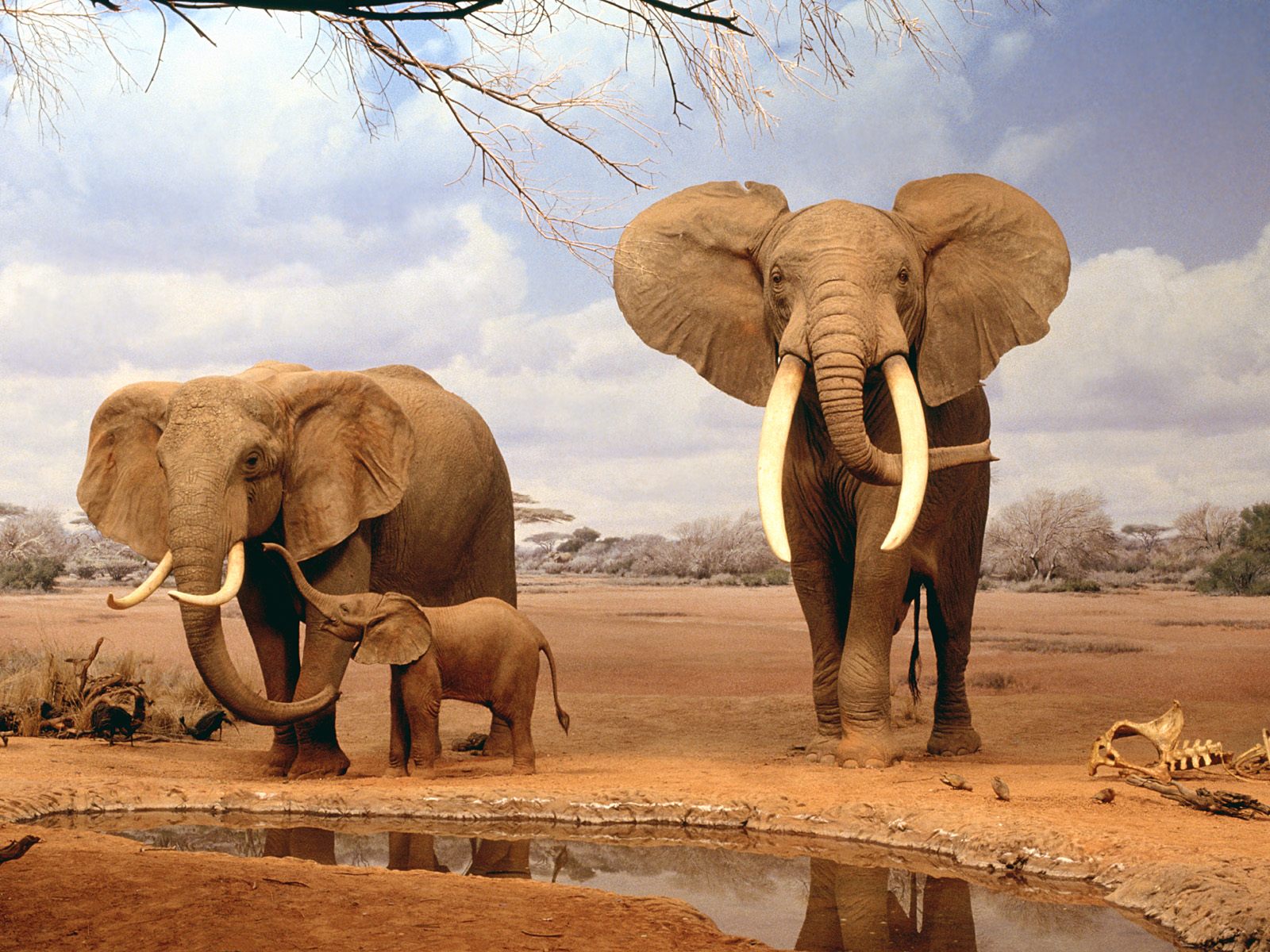 Download High quality Elephants wallpaper / Animals / 1600x1200