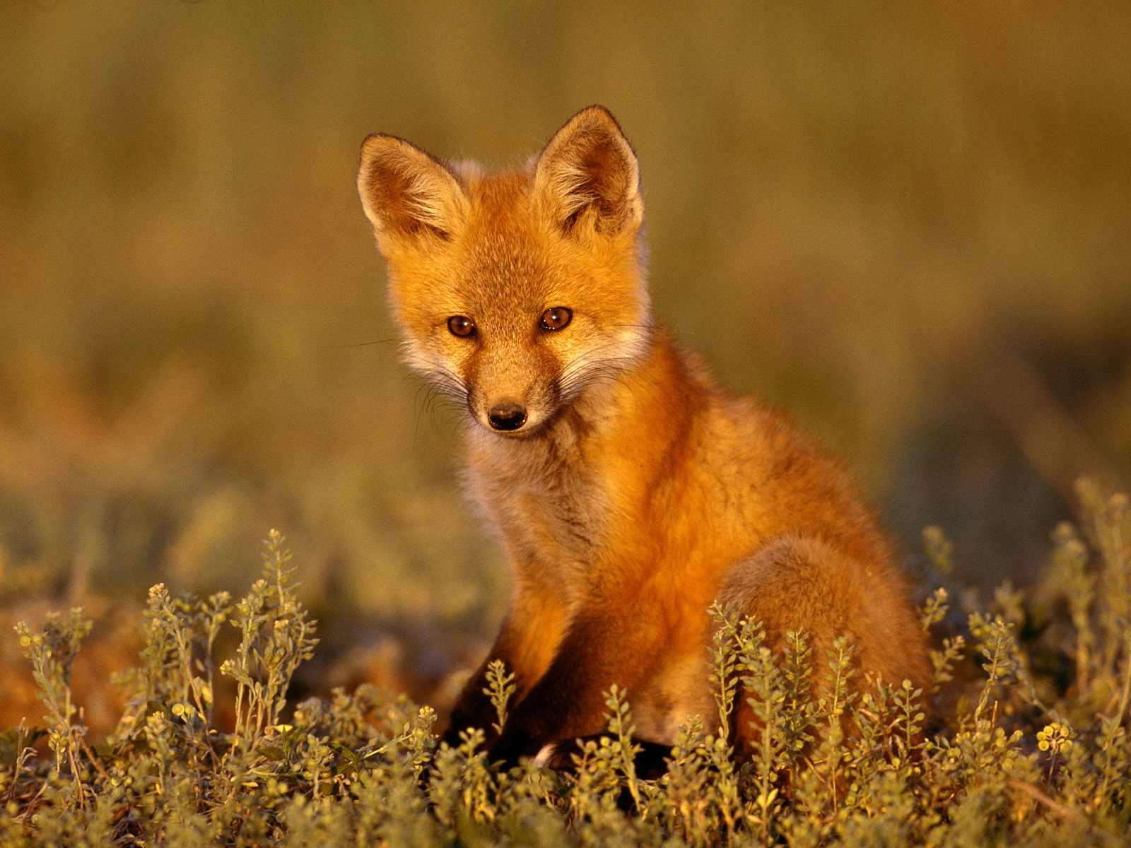Download High quality Foxes wallpaper / Animals / 1600x1200