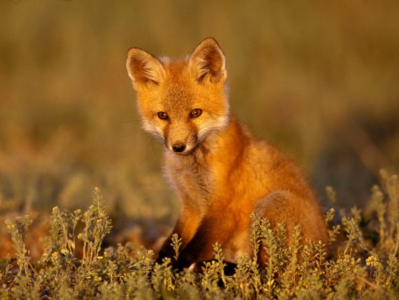 Free Send to Mobile Phone Foxes Animals wallpaper num.17