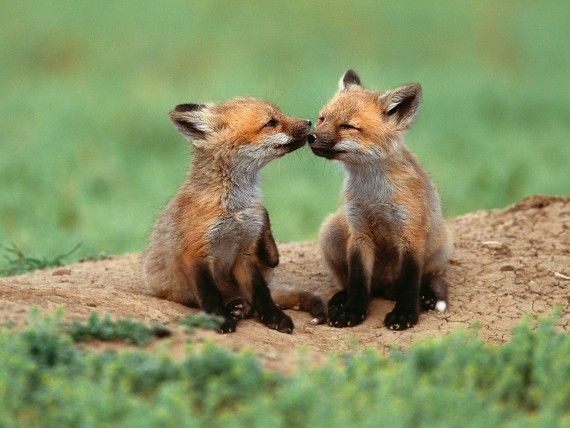 Free Send to Mobile Phone Foxes Animals wallpaper num.15