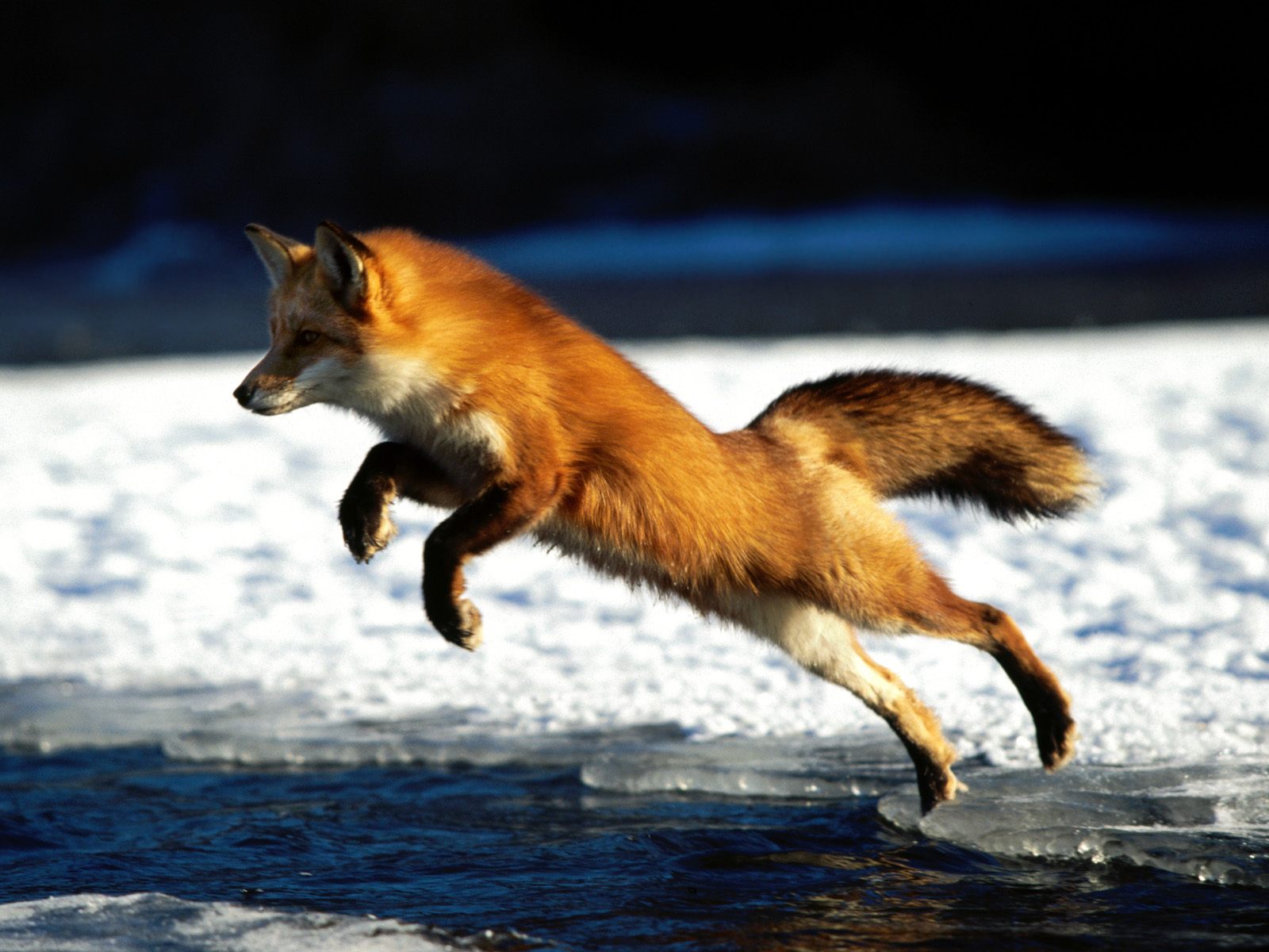 Download High quality Foxes wallpaper / Animals / 1600x1200