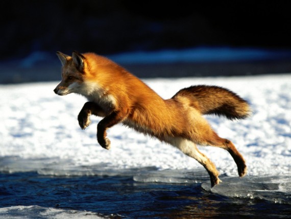 Free Send to Mobile Phone Foxes Animals wallpaper num.13