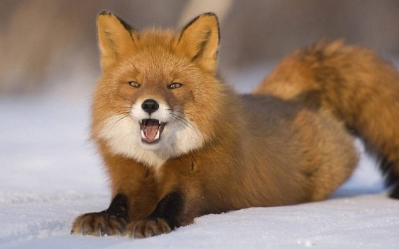 Free Send to Mobile Phone Foxes Animals wallpaper num.267