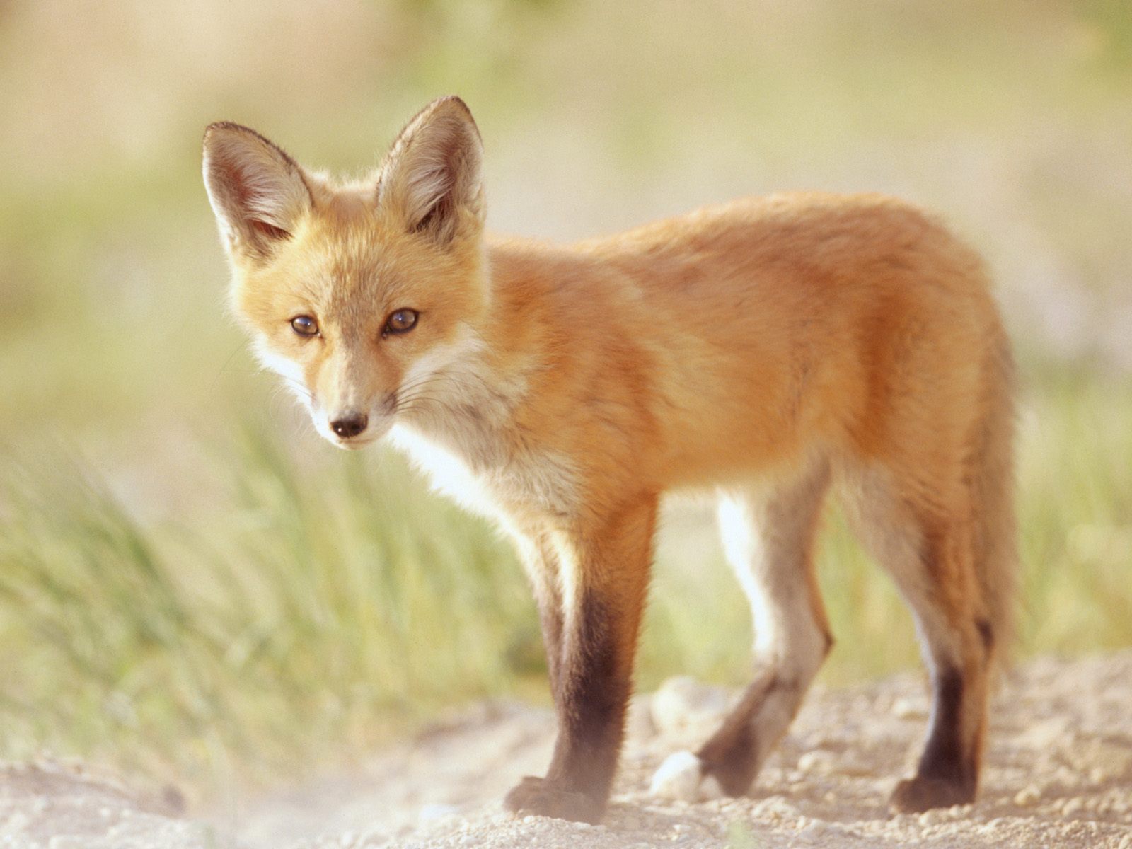 Download full size Foxes wallpaper / Animals / 1600x1200