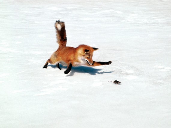 Free Send to Mobile Phone Foxes Animals wallpaper num.1