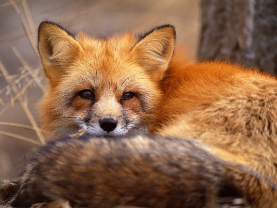 Free Send to Mobile Phone Foxes Animals wallpaper num.11
