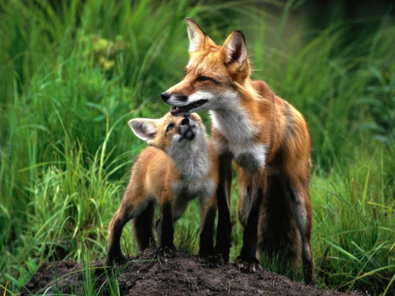 Free Send to Mobile Phone Foxes Animals wallpaper num.4