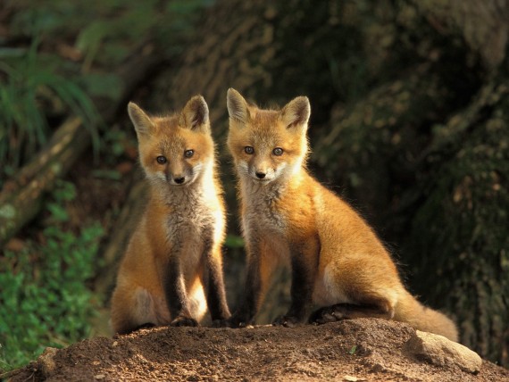 Free Send to Mobile Phone Foxes Animals wallpaper num.16