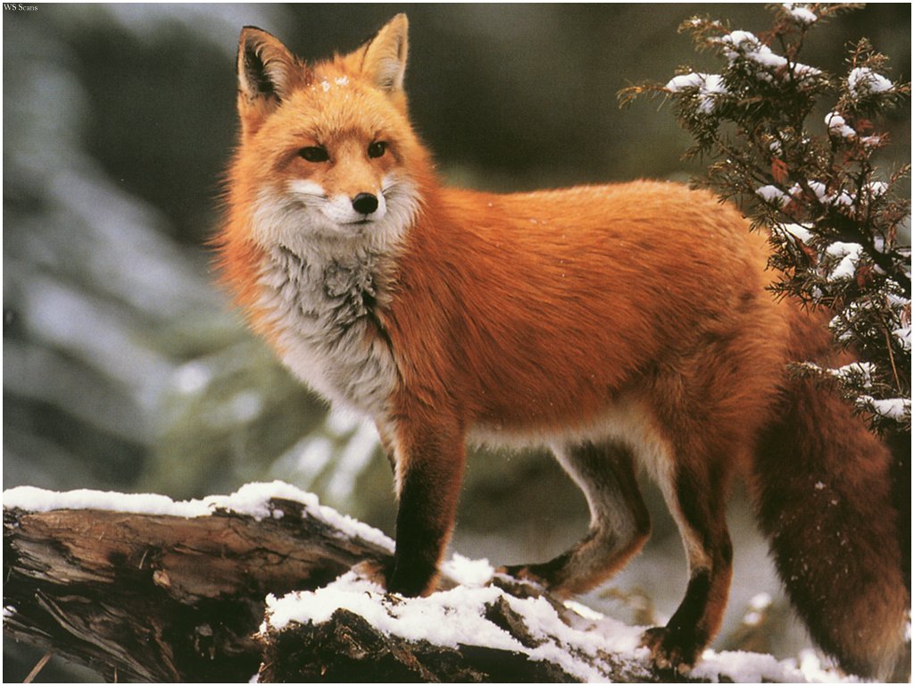 Download Foxes / Animals wallpaper / 1024x768