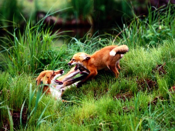 Free Send to Mobile Phone Foxes Animals wallpaper num.3