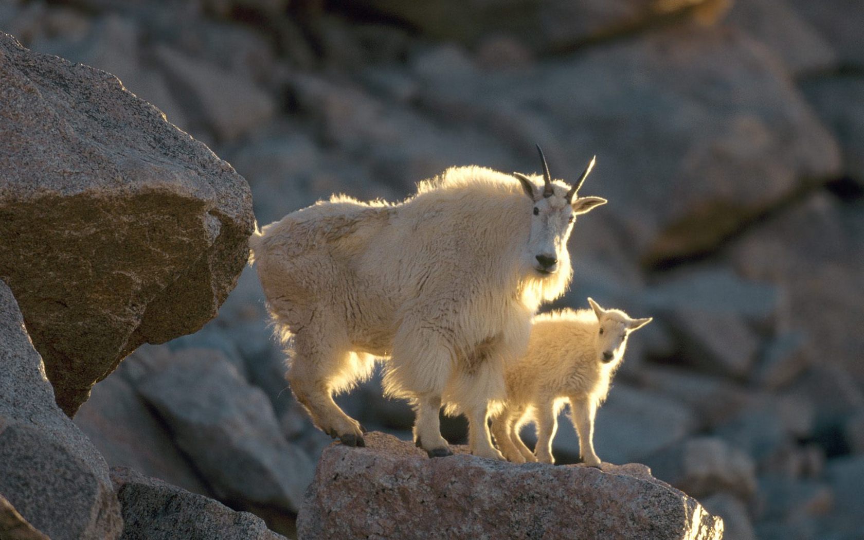 Download HQ Mommy and Kid, Mountain Goats Goats wallpaper / 1680x1050