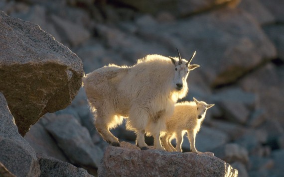Free Send to Mobile Phone Mommy and Kid, Mountain Goats Goats wallpaper num.1