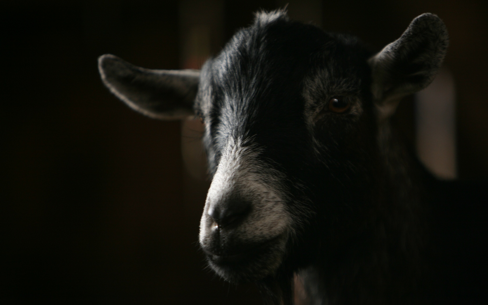 Download HQ Goats wallpaper / Animals / 1680x1050