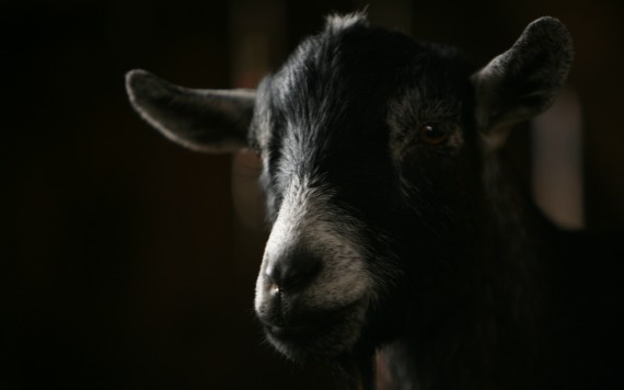 Free Send to Mobile Phone Goats Animals wallpaper num.2