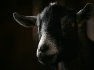 Goats / Animals