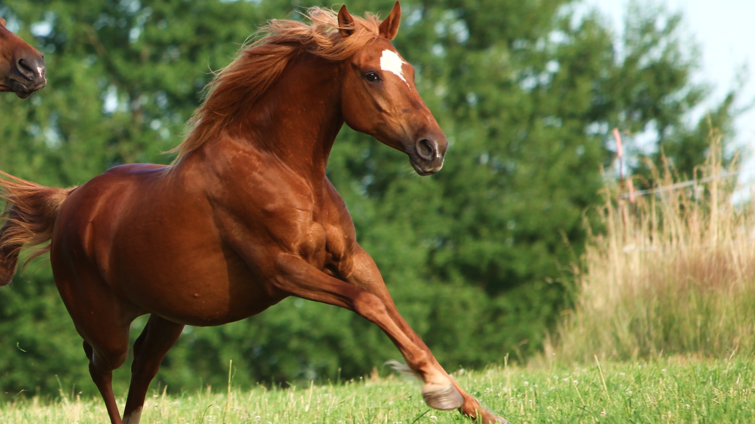 Download High quality Horses wallpaper / Animals / 2440x1370