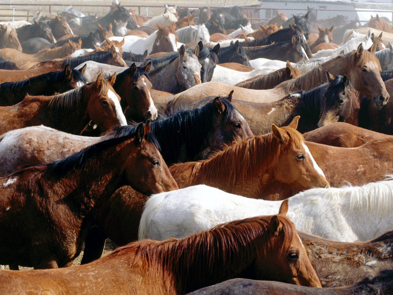 Download High quality Horses wallpaper / Animals / 1600x1200