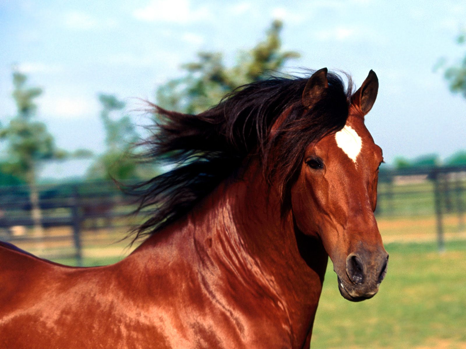 Download full size Horses wallpaper / Animals / 1600x1200
