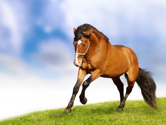 Free Send to Mobile Phone sports Horses wallpaper num.92