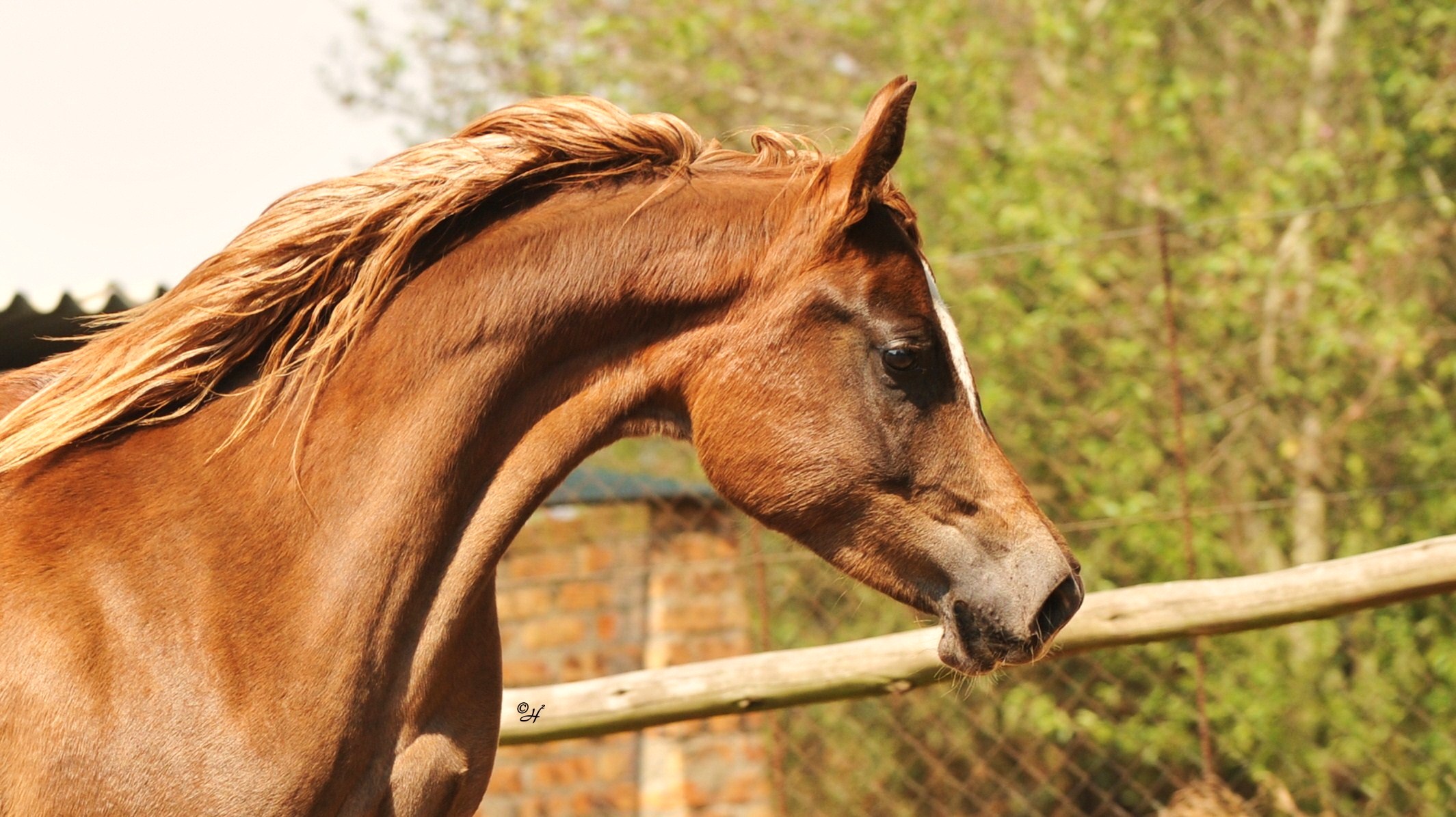 Download High quality Horses wallpaper / Animals / 2129x1196