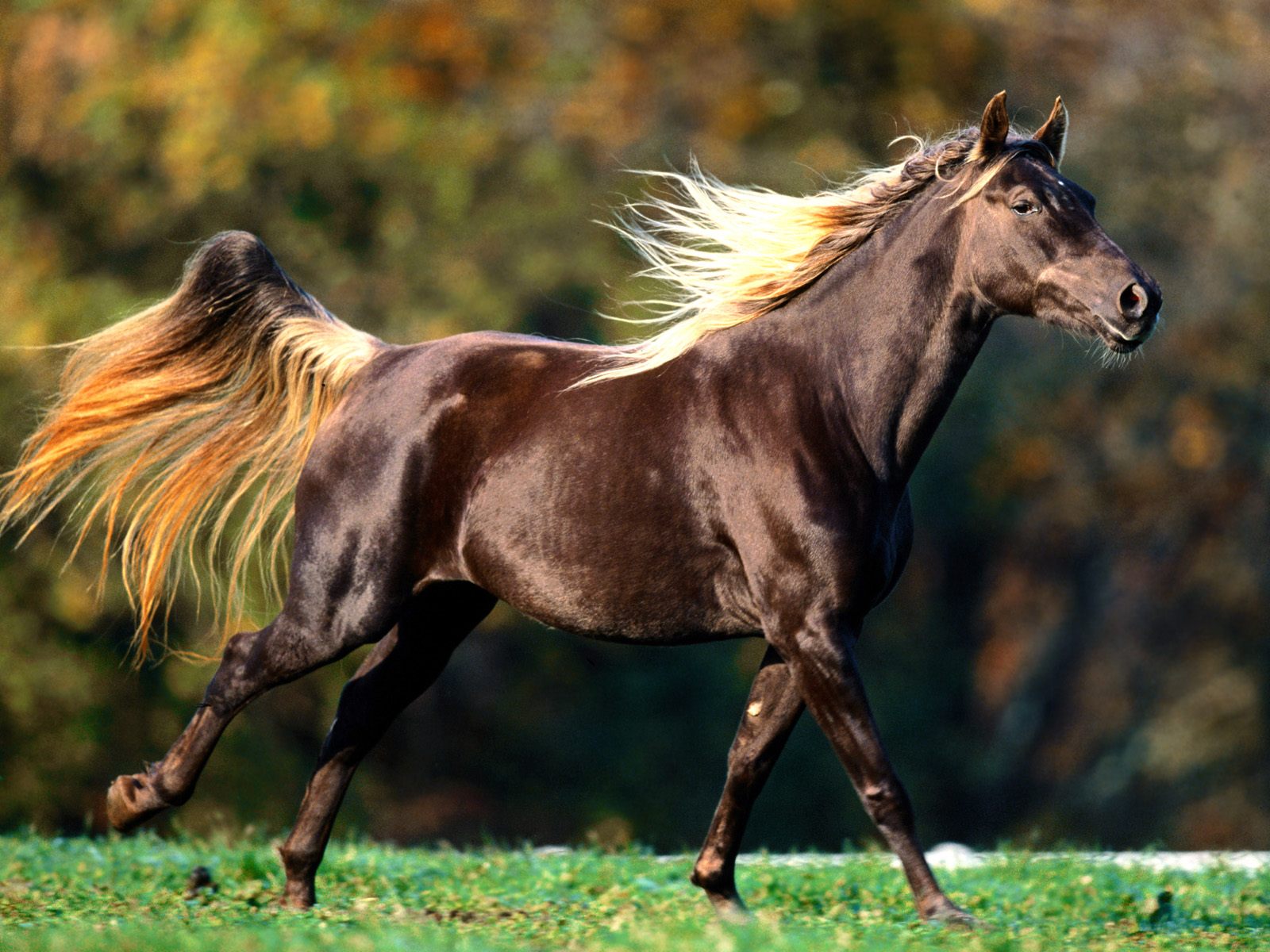 Download HQ Horses wallpaper / Animals / 1600x1200