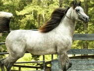 High quality Horses  / Animals