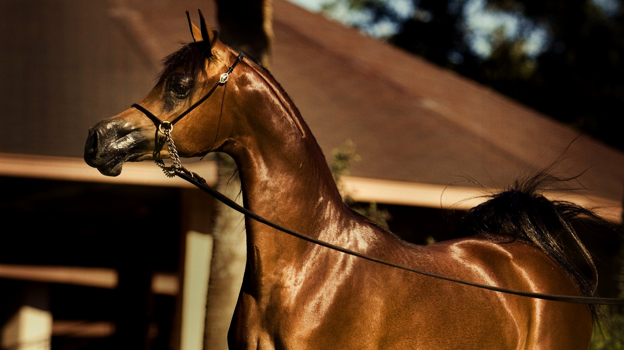 Download High quality Horses wallpaper / Animals / 2569x1444