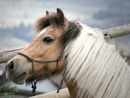 muzzle / Horses