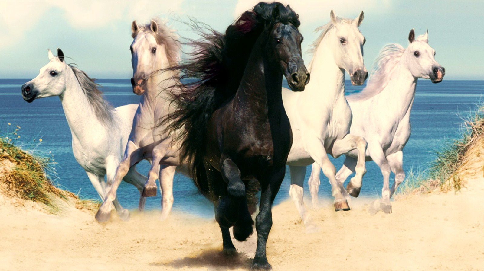 Download High quality Horses wallpaper / Animals / 1600x898