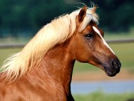 Horses / Animals