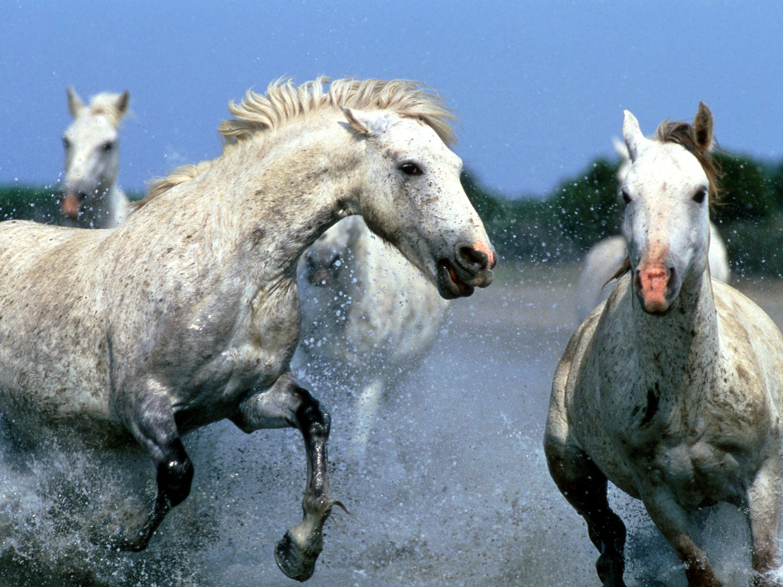 Download full size Horses wallpaper / Animals / 1600x1200