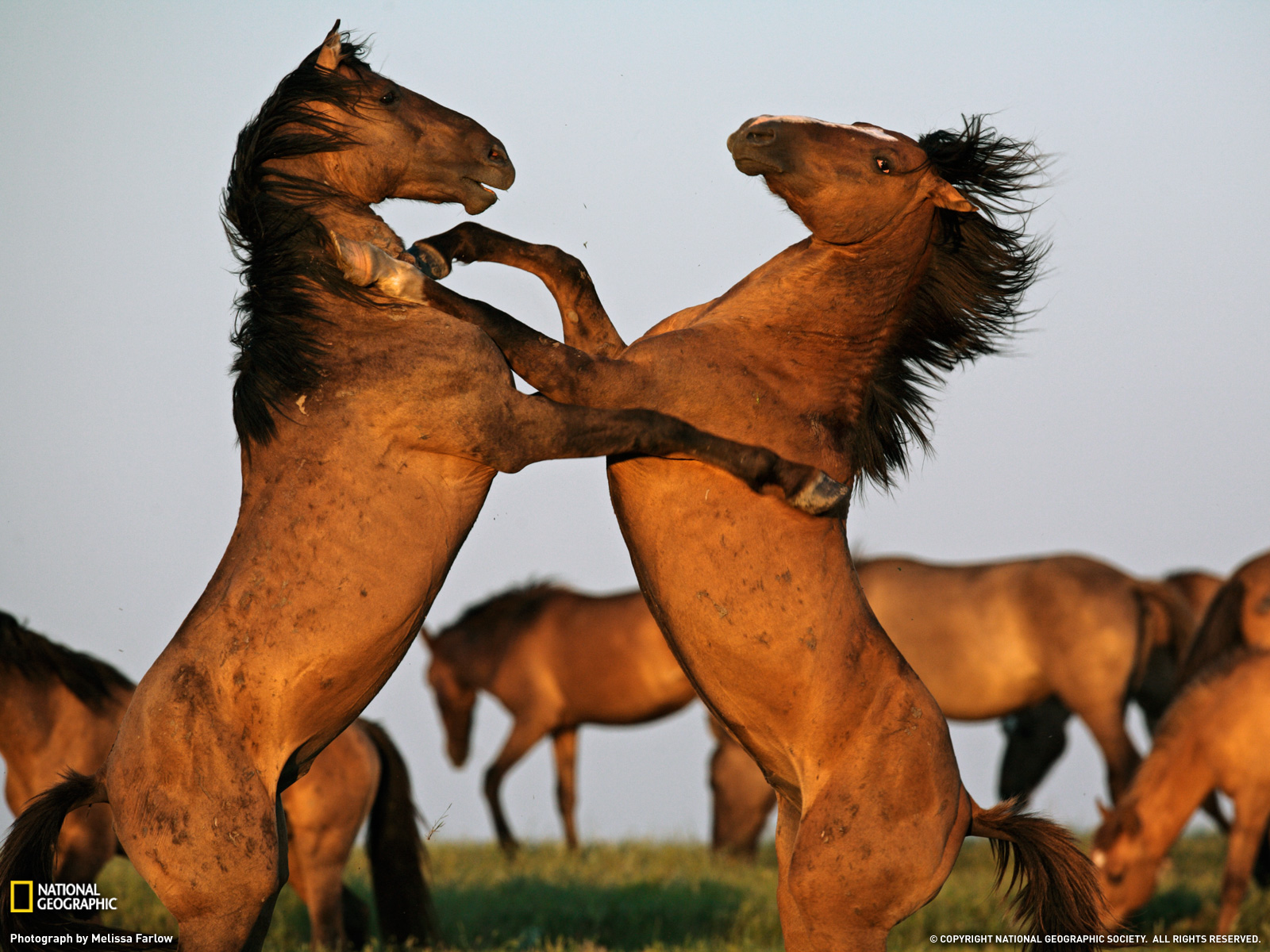 Download full size play Horses wallpaper / 1600x1200