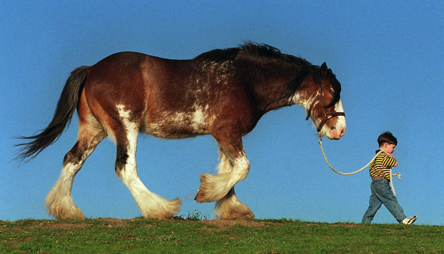 Download Horses / Animals wallpaper / 900x515