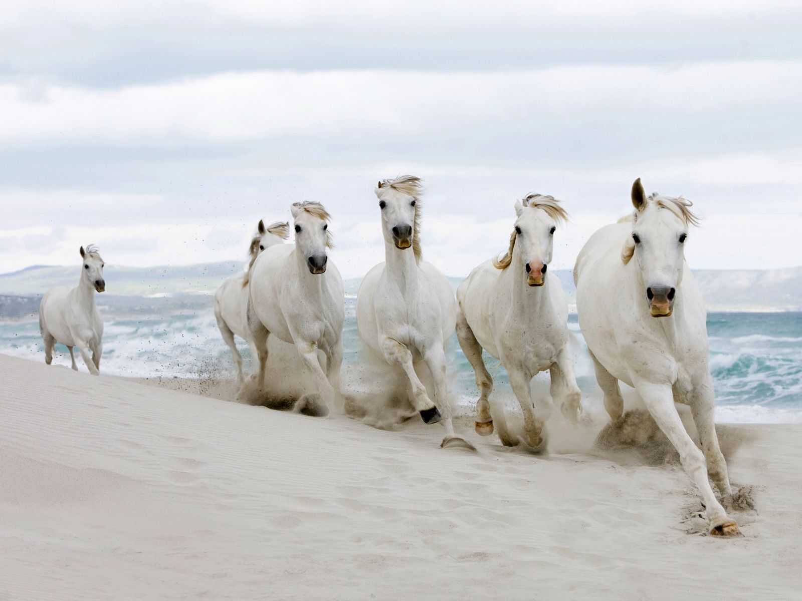 Download HQ white horses Horses wallpaper / 1600x1200