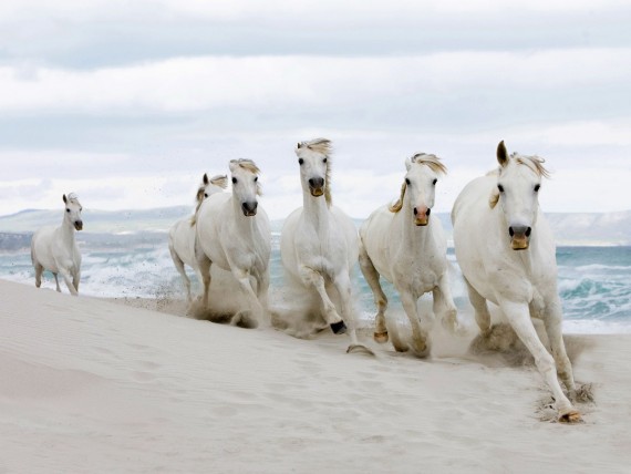 Free Send to Mobile Phone white horses Horses wallpaper num.94