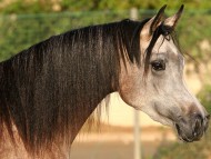 Horses / Animals