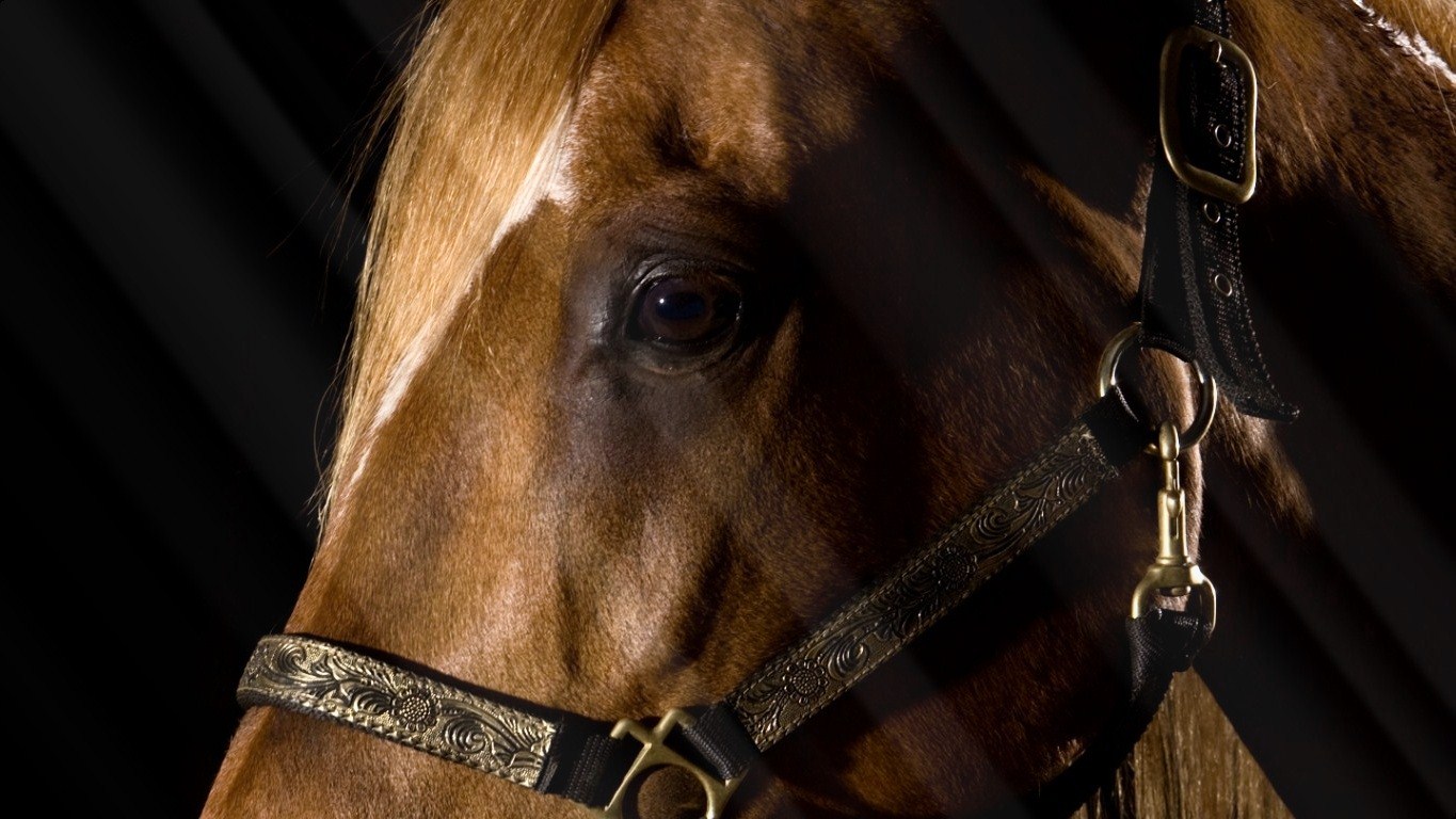 Download full size Horses wallpaper / Animals / 1365x768
