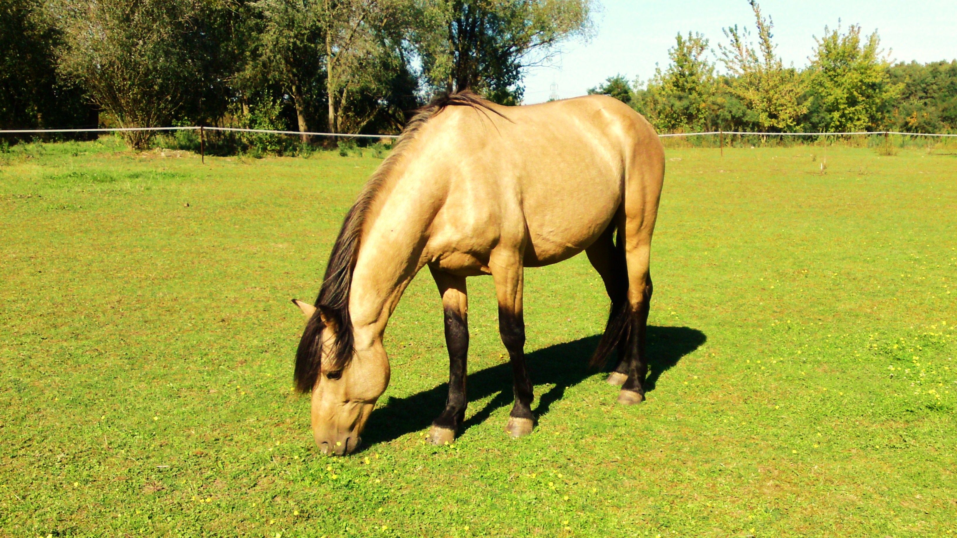 Download full size Horses wallpaper / Animals / 3264x1834