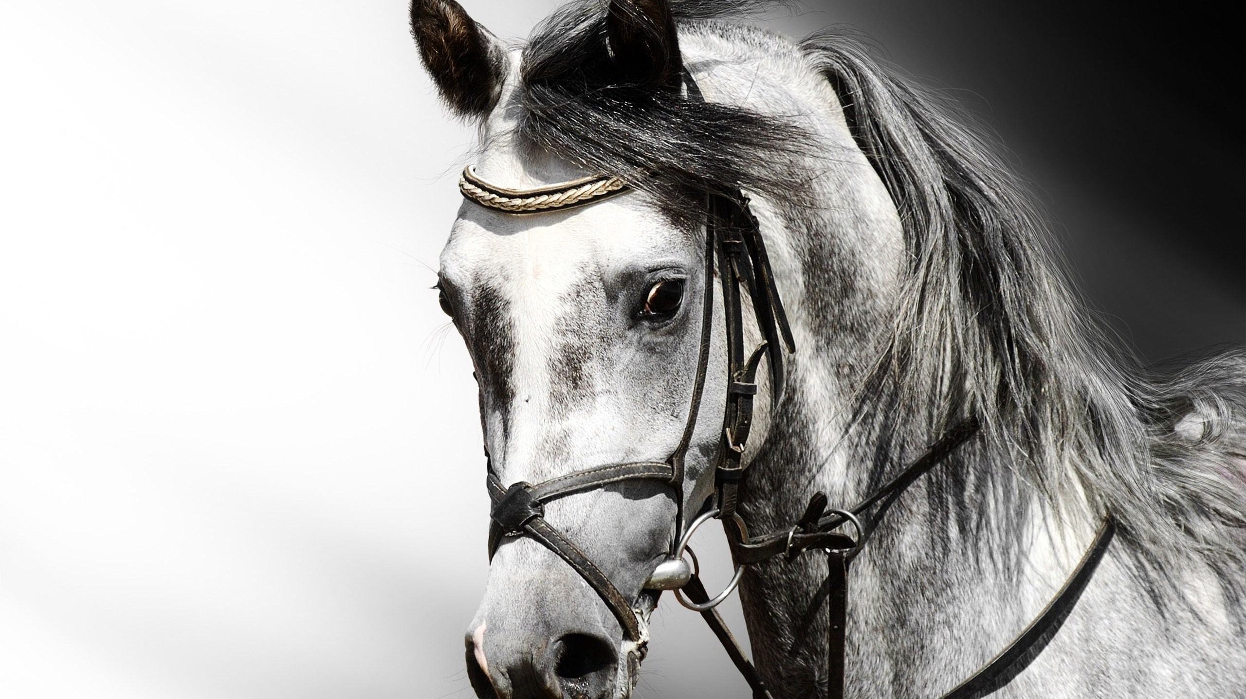 Download High quality Horses wallpaper / Animals / 2560x1437