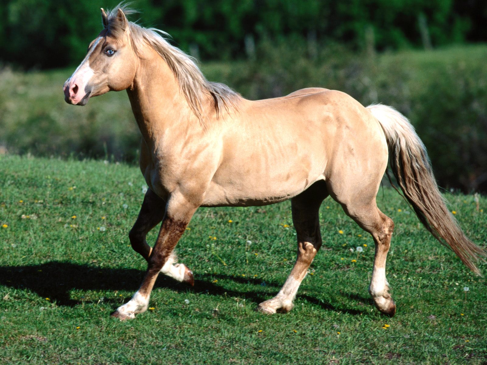 Download High quality Horses wallpaper / Animals / 1600x1200