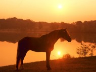 HQ Horses  / Animals