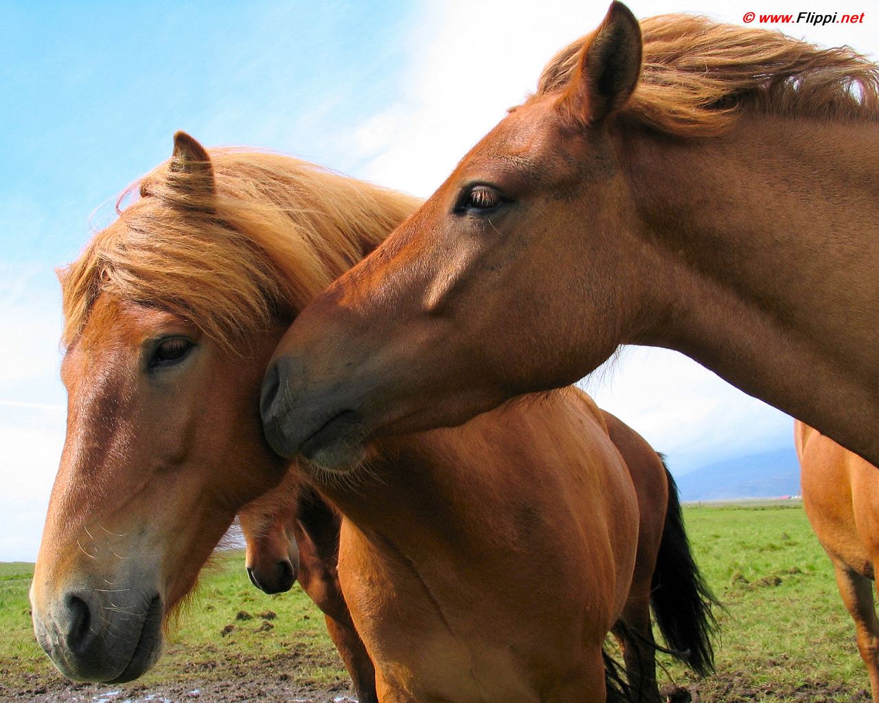 Download High quality Horses wallpaper / Animals / 1280x1024