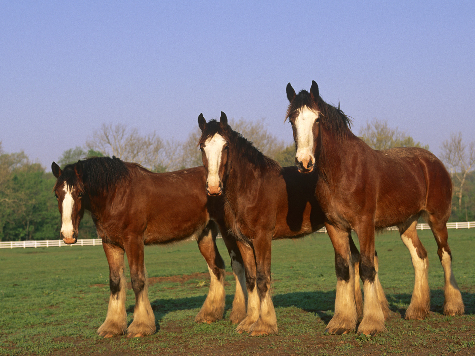 Download full size three Horses wallpaper / 1600x1200
