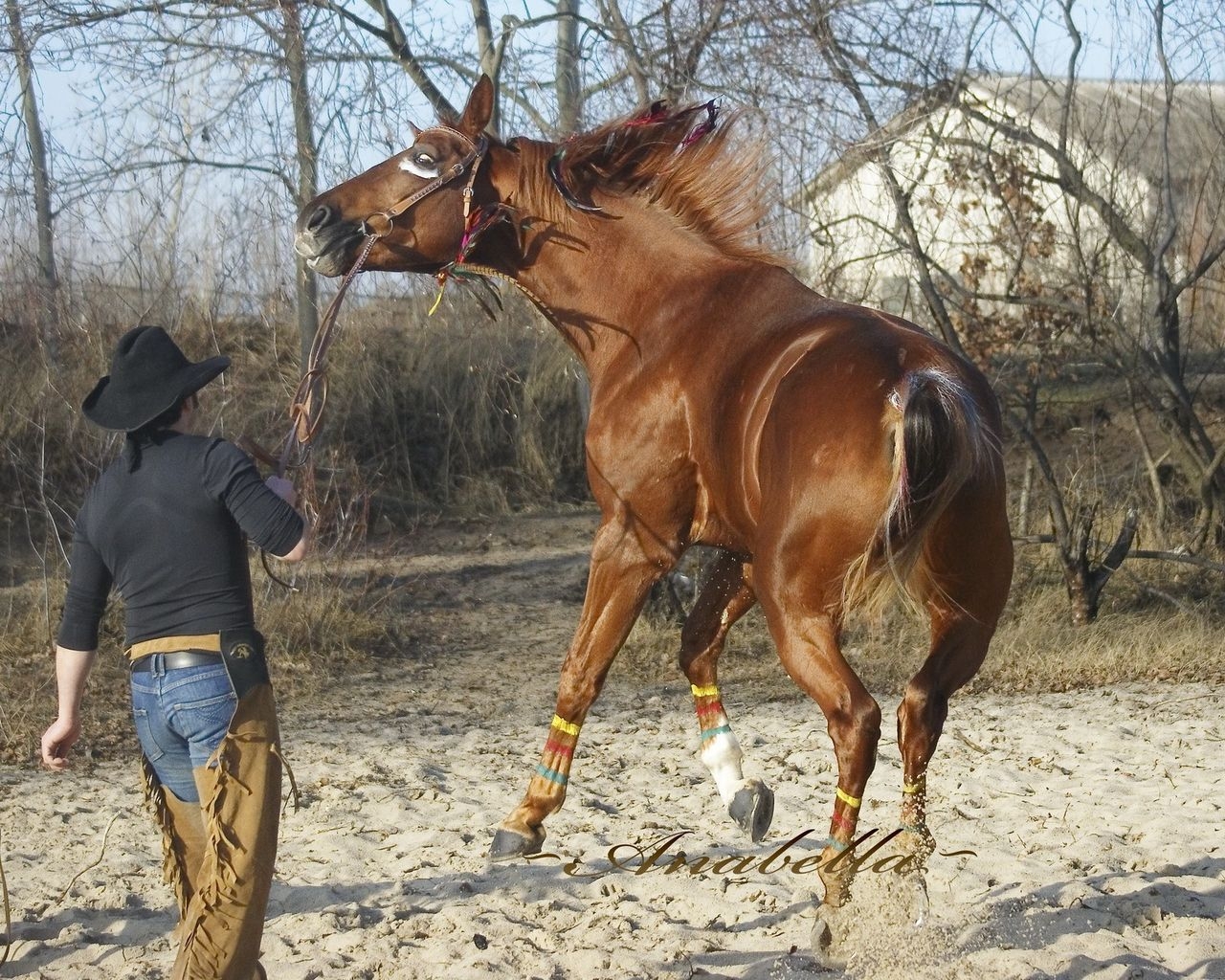 Download High quality Horses wallpaper / Animals / 1280x1024