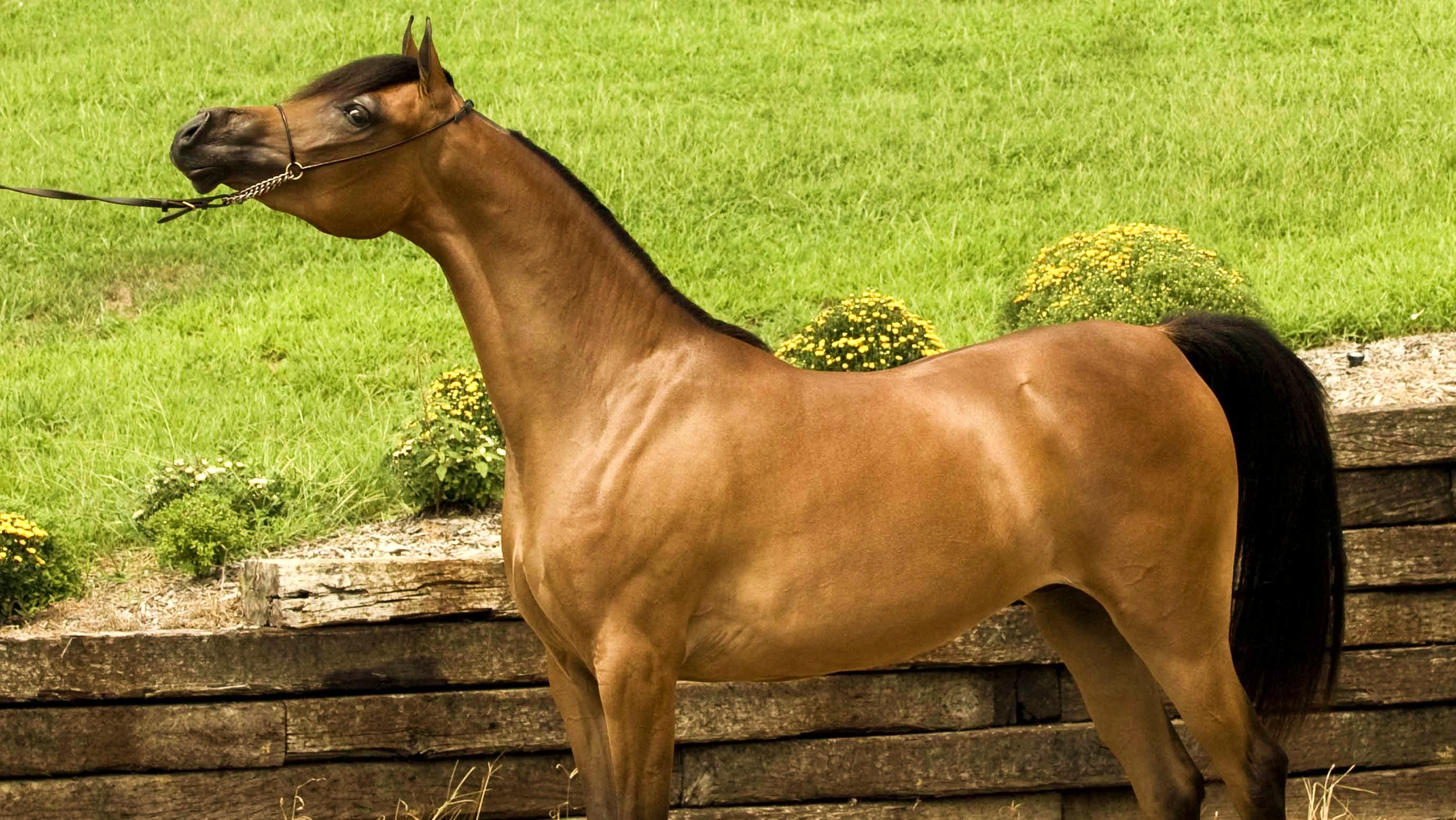 Download full size Horses wallpaper / Animals / 2748x1548