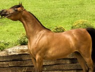 Horses / High quality Animals 