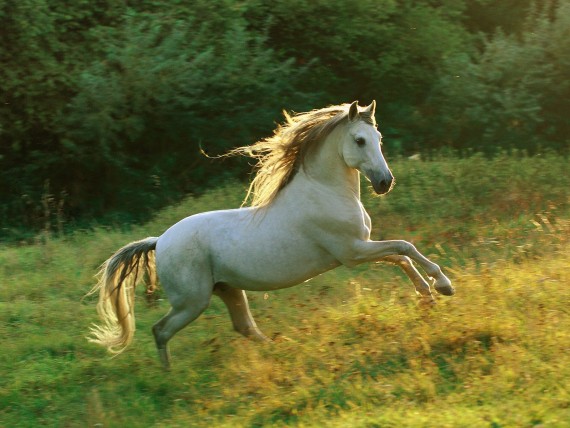 Free Send to Mobile Phone jumping Horses wallpaper num.78